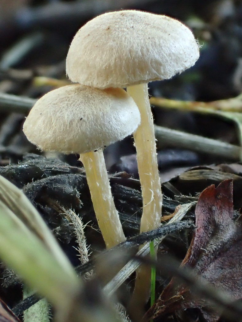 Photo © Sarah Ebdon Tubaria dispersa by Sarah Ebdon